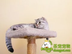 给猫咪注射疫苗的注意事项