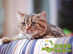 幼猫不同阶段喂食方法