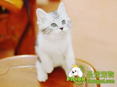 幼猫健康要注意事项