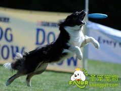 训练狗狗玩飞盘的要点