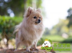 怎样挑选正确的品牌狗粮