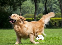 狗狗营养午餐之豆腐丸子的鲤鱼午餐