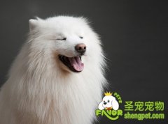 让狗狗身上远离虱子的工具