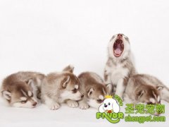 狗狗美容的五个重点部位