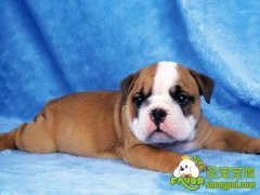 糖果带给狗狗的伤害有哪些