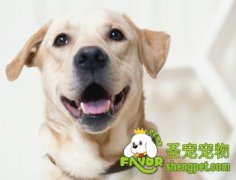 幼犬养护小贴士