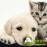 三类拉布拉多的喂养方法