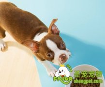 让孩子主动照顾狗狗的方法