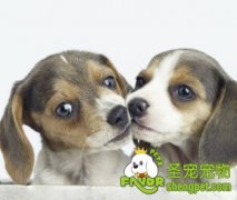 冬季，狗出门要注意的事