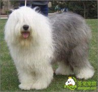 狗狗不同季节喂的食物也要有所改变