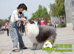 带狗狗散步必备物品