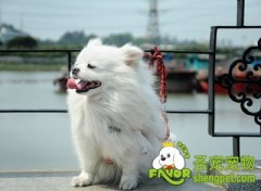 让狗狗习惯戴项圈的方法