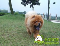 狗狗常见行为解答让你更了解它