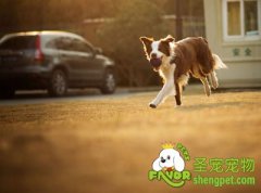 带狗狗出门的注意事项