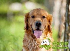 怎么预防狗狗湿疹