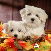 狗狗皮肤病—湿疹的治疗方法