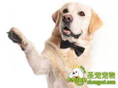 狗狗为什么忠诚和通人性