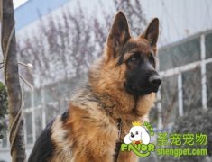 DIY自制狗狗干洗粉