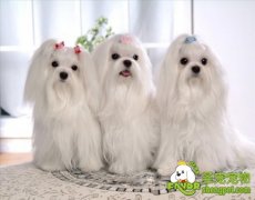 宠物营养性皮肤病的治疗方法