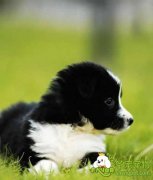 母犬妊娠期间的养护方法