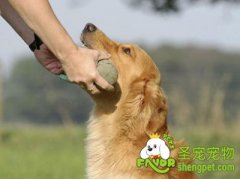 狗狗训练需谨记四大要领