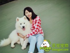 如何去除宠物身上的跳蚤