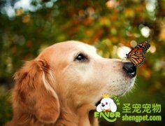 一些简单的养犬常识