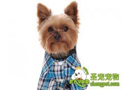 狗狗穿衣利弊以及穿衣方法