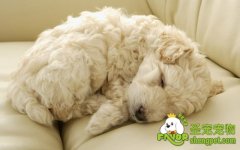 狗狗皮肤病—脓皮病的症状及治疗方法