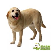 宠物因过于被主人溺爱常常导致在生育时难产