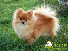 在挑选小博美时需要注意的几点问题