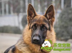 狗狗的护卫（扑咬、守物）训练方法