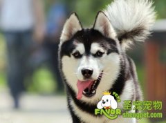 如何让受过训练的犬听话（二）