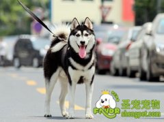 如何让受过训练的犬听话（三）