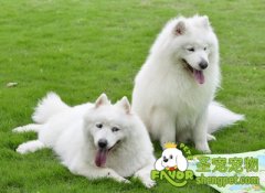 犬能接受训练的生理基础