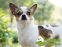 狗狗的亲和训练