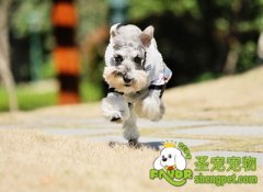 给狗狗开毛结的用品