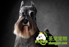 给狗狗开毛结的注意事项