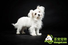 狗狗各个疾病的治疗方法