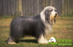 让狗狗做一个健康的妈妈