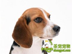 如何防止狗狗生虱子