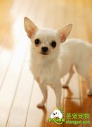 给狗狗消毒都需要哪些方面