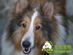 导致狗狗放臭屁的原因及解决方法