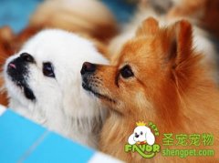 测试你狗狗可训练、调教性的方法