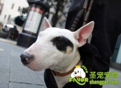 用食物训练狗时四注意