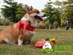 香水有毒：爱狗的学 养狗的人一定要看