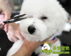 宠物美容店之美容小妙招