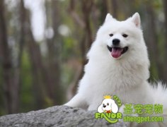 如何训狗做小把戏