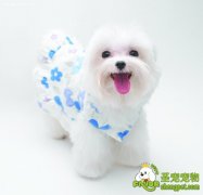 狗狗患癣菌病的病因及治疗方法