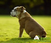 母犬怀孕后如何搭配饮食补充营养